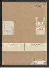 Hemiaulus pungens Grun. (de-Toni-Nr.: Genus 117, Species 3366) Zeichnungen Sammlung Grunow Nr. 6774 (NHMW-BOT-W0375607)